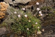 Armeria ruscinonensis 0452 (*)