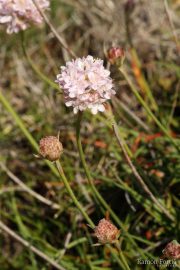 Armeria ruscinonensis 0455 (*)