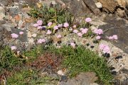 Armeria ruscinonensis 0457 (*)
