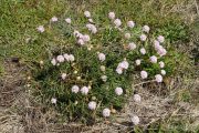 Armeria ruscinonensis 0494 (*)