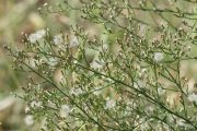 Aster squamatus 1259 (*)