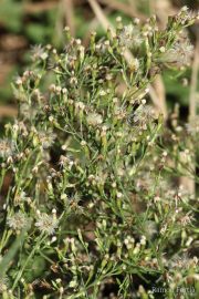 Aster squamatus 1260 (*)