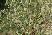 Aster squamatus 2047 (*)