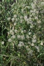 Aster squamatus 2066 (*)