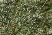 Aster squamatus 1254 (*)