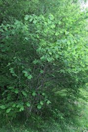 Corylus avellana 7283 (*)
