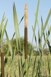 Typha latifolia 0017 (*)