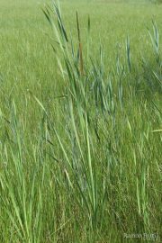 Typha angustifolia 9925 (*)