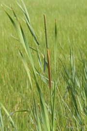 Typha angustifolia 9931 (*)