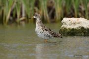 Calidris pugnax 2810 (**)