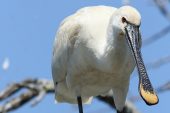 Platalea leucorodia 3048 (****)