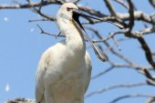 Platalea leucorodia 3059 (****)