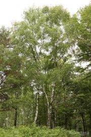 Betula pendula 7115 (*)