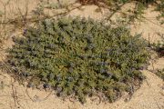 Alkanna tinctoria 9774 (*)