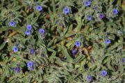Alkanna tinctoria 9775 (*)