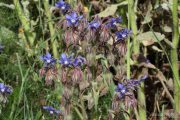 Borago officinalis 8880 (*)