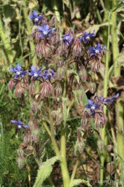 Borago officinalis 8881 (*)