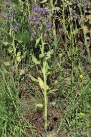 Borago officinalis 8882 (*)