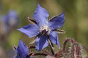 Borago officinalis 8884 (*)