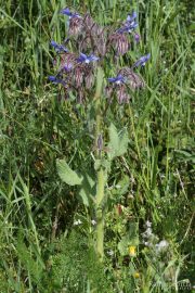 Borago officinalis 8919 (*)