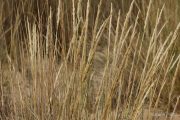 Ammophila arenaria 4116 (*)