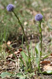 Globularia vulgaris 9054 (*)