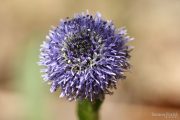Globularia vulgaris 9058 (*)
