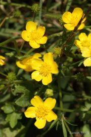 Ranunculus sardous 1960 (*)