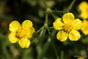 Ranunculus sardous 1961 (*)