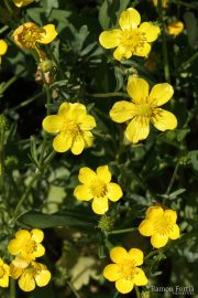 Ranunculus sardous 1965 (*)