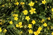Ranunculus sardous 1966 (*)