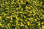 Ranunculus sardous 1971 (*)