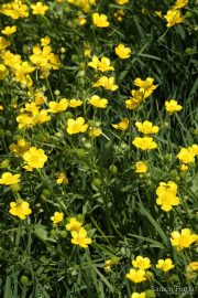 Ranunculus sardous 1974 (*)