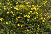 Ranunculus sardous 1977 (*)