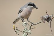 Lanius meridionalis 5474 (***)