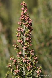 Erica arborea 3288 (*)