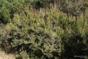 Erica arborea 3291 (*)