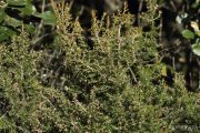 Erica arborea 3325 (*)