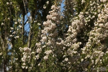 Erica arborea 1650 (*)