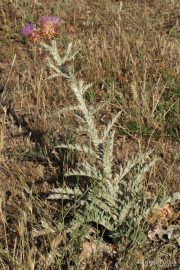 Onopordum illyricum 9974 (*)