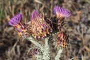 Onopordum illyricum 9975 (*)