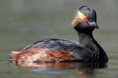 Podiceps nigricollis 1511 (**)