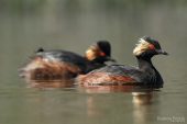 Podiceps nigricollis 1520 (**)