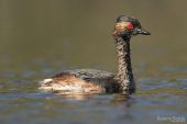 Podiceps nigricollis 1542 (**)