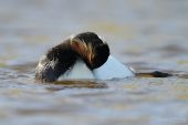 Podiceps nigricollis 1568 (**)
