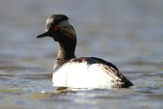 Podiceps nigricollis 1583 (**)
