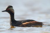 Podiceps nigricollis 1588 (**)
