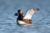 Podiceps nigricollis 1592 (**)