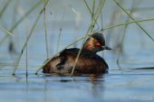 Podiceps nigricollis 1610 (**)
