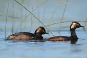 Podiceps nigricollis 1626 (**)